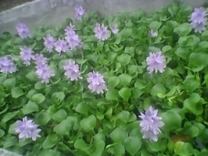 "The Hyacinth Lily or Water Hyacinth"